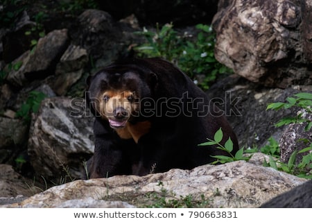 [[stock_photo]]: Sun Bear Helarctos Malayanus