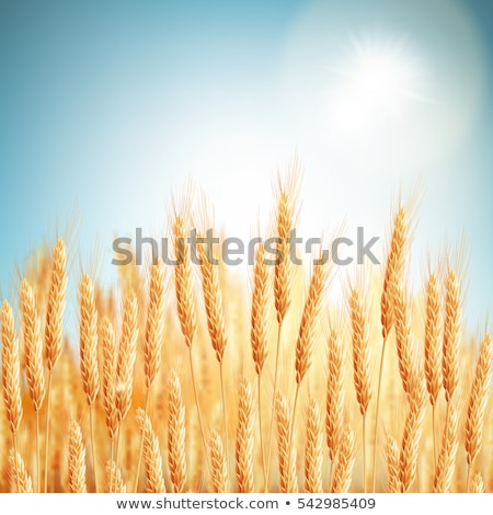 Stock fotó: Gold Wheat Field And Blue Sky Eps 10