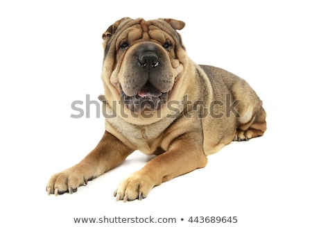 Foto d'archivio: Very Nice Shar Pei Enjoy The Studio Photo Shoot