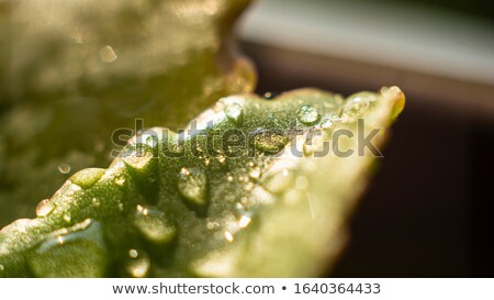 ストックフォト: Photo Of Beautiful Blooming Tree With Wonderful Small White Flow