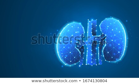 Stok fotoğraf: Kidneys Abstract Blue Background