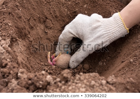 Сток-фото: Female Hand Planting Potato Tubers Into The Soil