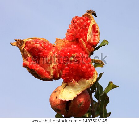 Сток-фото: Mature Cracked Pomegranate On The Tree