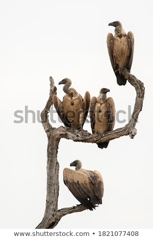 Stock photo: Vulture