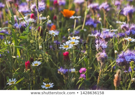 Foto stock: Beautiful Wildflowers Meadow