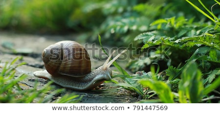 ストックフォト: Garden Snails