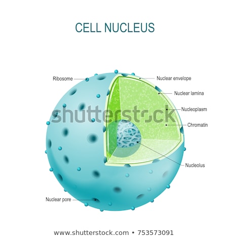 [[stock_photo]]: Cell With Nucleus