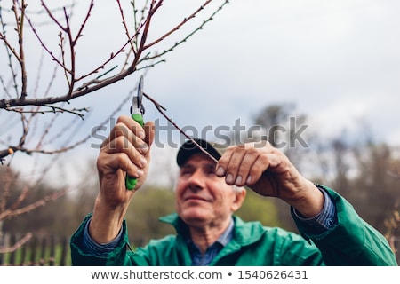 [[stock_photo]]: Pruning Fruit Tree - Cutting Branches At Spring