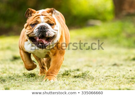 Сток-фото: Male Bulldog