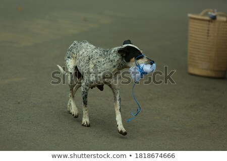 Stock photo: Green Bag Leash Isolated On White
