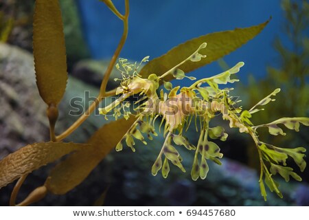 Stock photo: Leafy Sea Dragon Seahorse