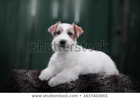 Stockfoto: Jack Russell Terrier Puppies Sitting In A Basket