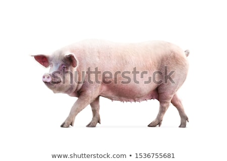 Foto stock: Pig On White Background
