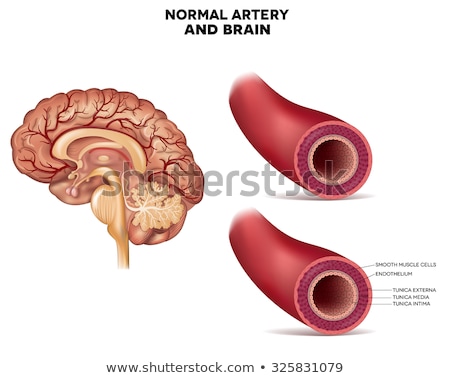 Foto stock: Healthy Artery Cross Section