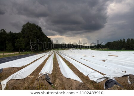 ストックフォト: Asparagus Field At Herkenbosch