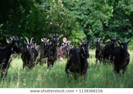 Foto d'archivio: Goats Graze On Meadow In Summer Gironde