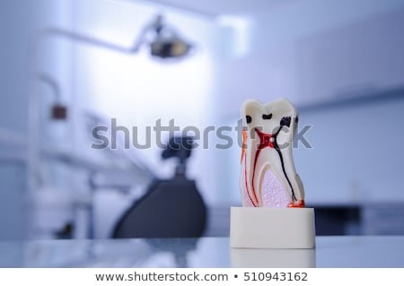 Stock foto: Model Dentures In Dental Office