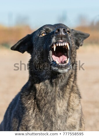 [[stock_photo]]: Aggressive Holland Shepherd