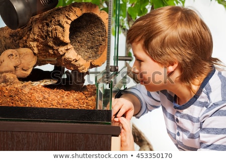 Foto stock: Boys Watching Reptiles In The Terrarium