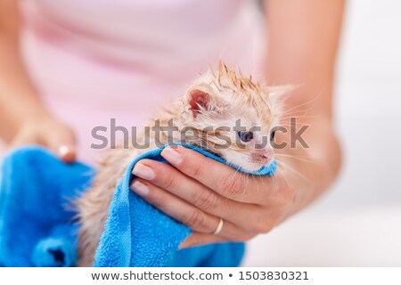 Foto stock: Cute Kitten Let Woman Dry Her After Bath With Resignation On Fac