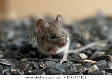 Foto d'archivio: Rodent