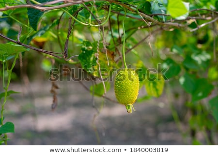 Stock photo: Fresh Tasty Prickly Pear On Tree Outside In Summer