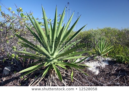 Foto stock: Agave Plant Cactus Aloe Outside In Summer