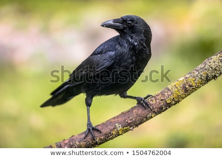 Stock photo: Crow Black