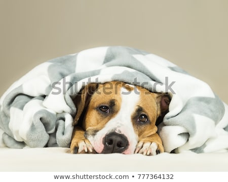 Zdjęcia stock: Sick Dog With Fever