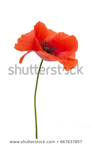 Foto d'archivio: Red Flower Of Poppy In Spring