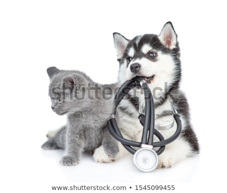 Foto d'archivio: Doctor And A British Cat On White Background