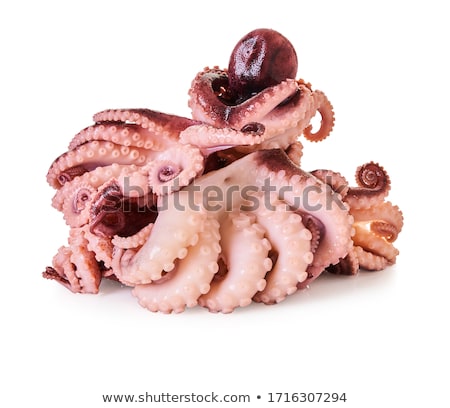 Stok fotoğraf: Baby Octopus