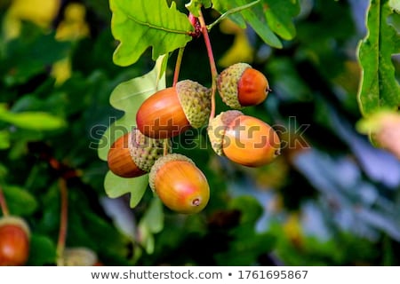 Foto stock: Acorn