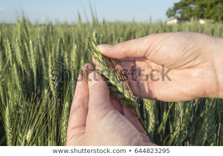 Foto stock: Concept Of Responsible Farming Female Farmer In Cereal Crops Fi