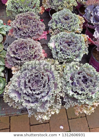 Foto stock: Bumpy Leaf Cabbage Kale Tuscan