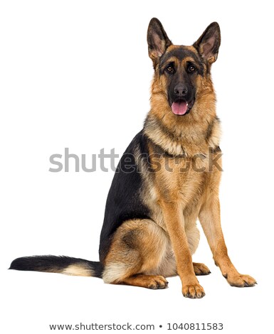 Сток-фото: Studio Shot Of An Adorable German Shepherd Dog