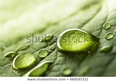 Stock fotó: Green Leaf And Water Drop