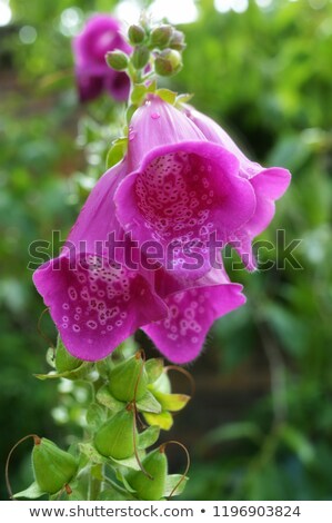 Foto d'archivio: Bell Shaped Foxglove Flowers