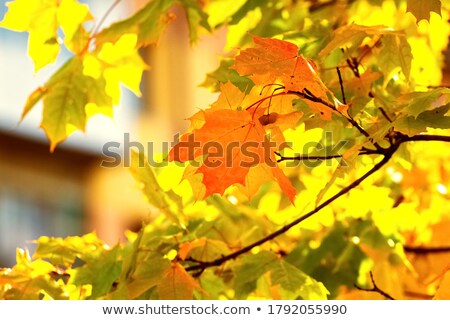 Foto stock: Fall Maple