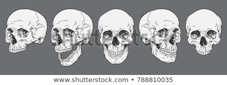 Foto d'archivio: Human Skull - Bone Head Dead Teeth Spooky Scary Pirate Isolated
