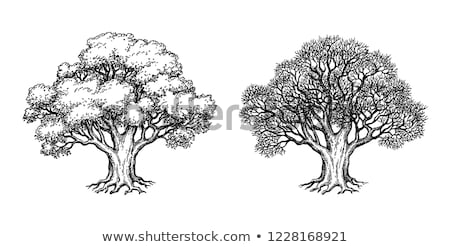 [[stock_photo]]: Crown Of Oak Trees In Autumn