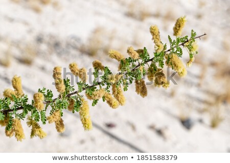 [[stock_photo]]: Spines Of Acacia