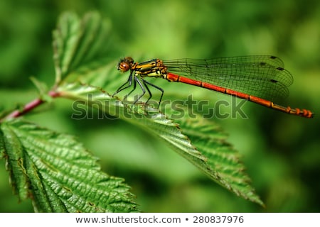 Stock fotó: Red Damselfly