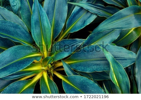 Foto d'archivio: Abstract Nature Background With Fresh Leaves In Summer Forest