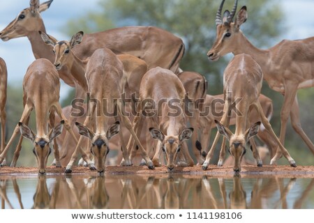 Zdjęcia stock: Impala Herd With Reflections In Water