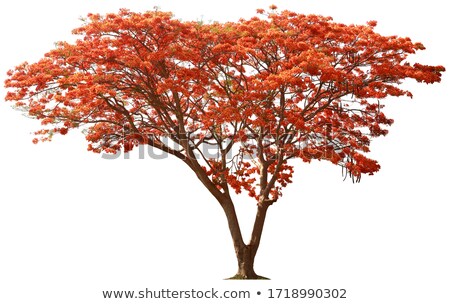 Foto stock: Oyal · Poinciana · en · flor · - · 5