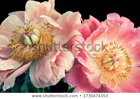 Foto stock: Lores · desabrochando · e · corações · em · rosa