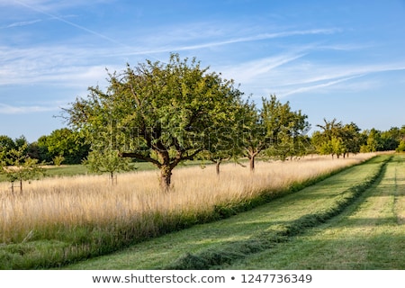 Stok fotoğraf: Apple Tree In Typical Rural Landscape In Hesse Germany