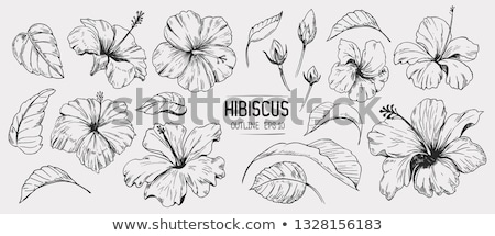 Foto stock: Hibiscus