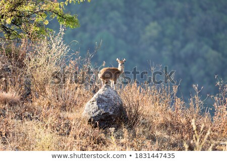 Klipspringer Standing On Rocks Zdjęcia stock © Artush